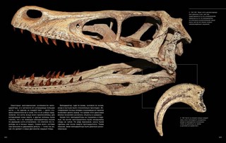 Динозавры. Профили затерянного мира. Энциклопедия 8