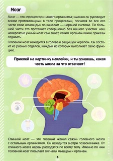 Наклейки. Как устроено моё тело 11