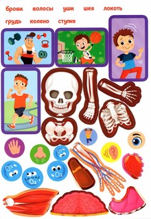 Наклейки. Как устроено моё тело 12