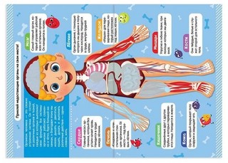 Наклейки. Как устроено моё тело 8