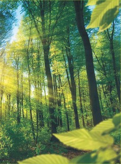 Большая книга о растениях. 1001 фотография 7