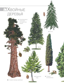 Большая книга о растениях. 1001 фотография 8