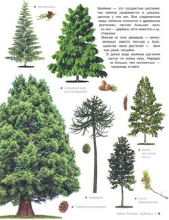 Большая книга о растениях. 1001 фотография 9
