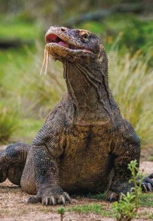 Книга выживших драконов 4