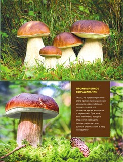 Грибы. Иллюстрированный гид по популярным видам 11