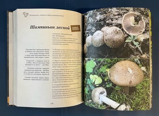 Грибы. Иллюстрированный гид по популярным видам 4
