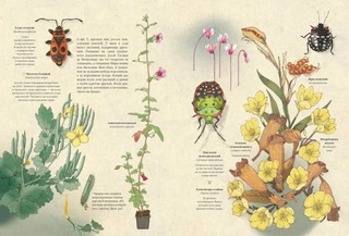 Мой сад. Путешествие к себе 4