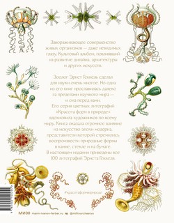 Красота форм в природе 2