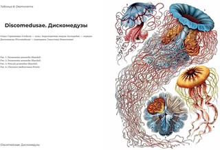 Красота форм в природе 3