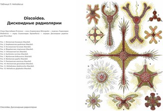 Красота форм в природе 4