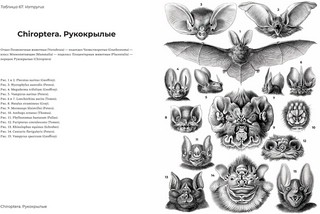 Красота форм в природе 5