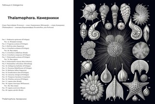 Красота форм в природе 6