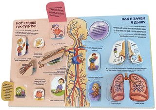 Как устроен человек? Энциклопедия с окошками 3