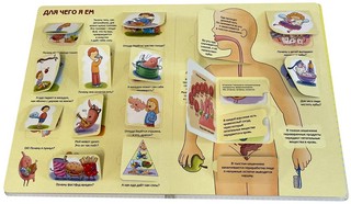 Как устроен человек? Энциклопедия с окошками 4