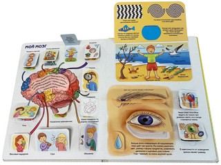 Как устроен человек? Энциклопедия с окошками 5