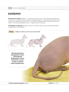 Определитель кошек. Физические характеристики и особенности породы 10