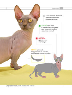 Определитель кошек. Физические характеристики и особенности породы 11