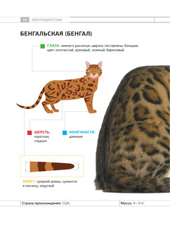 Определитель кошек. Физические характеристики и особенности породы 12
