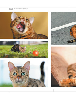 Определитель кошек. Физические характеристики и особенности породы 14