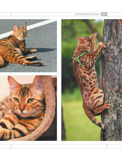 Определитель кошек. Физические характеристики и особенности породы 15