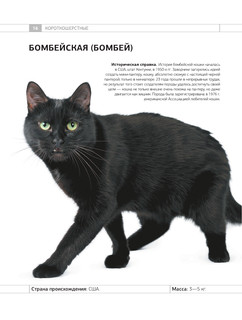 Определитель кошек. Физические характеристики и особенности породы 16