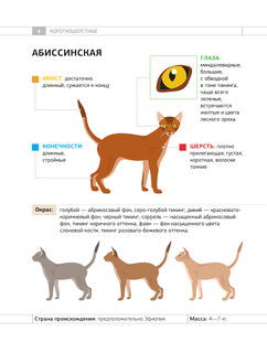 Определитель кошек. Физические характеристики и особенности породы 4