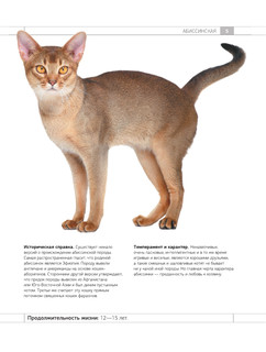 Определитель кошек. Физические характеристики и особенности породы 5