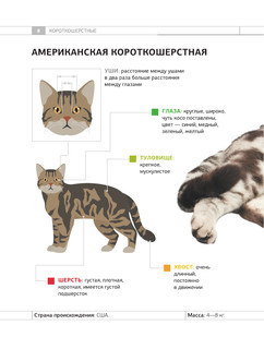 Определитель кошек. Физические характеристики и особенности породы 8