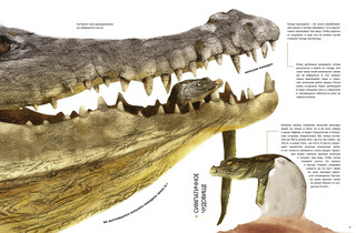 Детёныши животных в натуральную величину 8