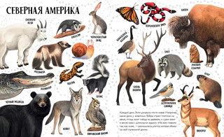 Приключения улитки Элли в мире животных. Первые книжки малыша 3