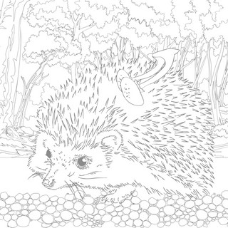 Сюжеты для акварели Юному художнику (белки) 4