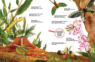 Насекомые в натуральную величину 4