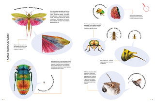 Насекомые в натуральную величину 5
