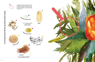 Насекомые в натуральную величину 6