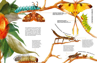 Насекомые в натуральную величину 7