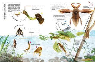 Насекомые в натуральную величину 9