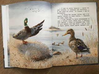 Серая Шейка 11