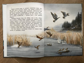 Серая Шейка 12