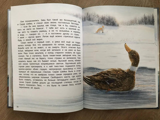 Серая Шейка 16