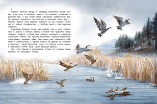 Серая Шейка 2