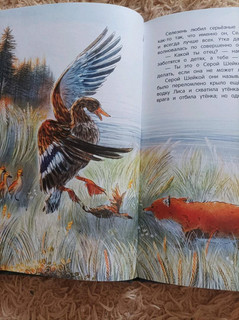 Серая Шейка 22