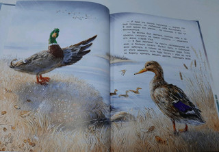 Серая Шейка 7