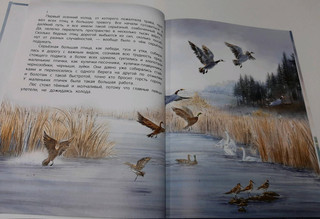 Серая Шейка 8