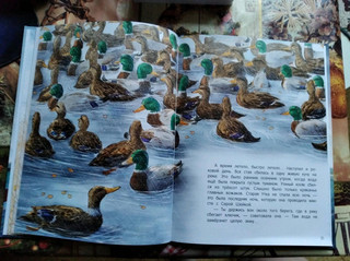 Серая Шейка 9