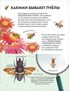 Детская энциклопедия насекомых и других маленьких животных 3
