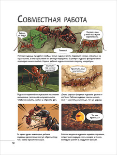 Невероятные насекомые и другие маленькие животные. Иллюстрированная энциклопедия 4