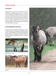 Лошади. Большая визуальная энциклопедия 10