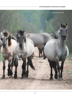 Лошади. Большая визуальная энциклопедия 11