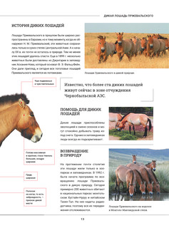 Лошади. Большая визуальная энциклопедия 13