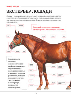 Лошади. Большая визуальная энциклопедия 14